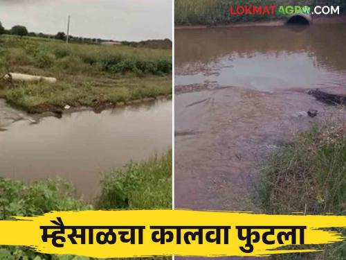 Mhaisal Yojana : Canal of Mhaisal scheme burst causing damage to crops on 80 acres | Mhaisal Yojana : म्हैसाळ योजनेचा कालवा फुटला ८० एकरांवरील पिकांचे नुकसान