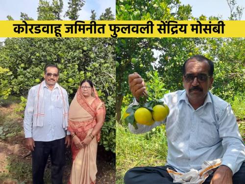 Water flowed overhead from someone else's field, organic moss blossomed in a dry field | दुसऱ्याच्या शेतातून डोक्यावरून पाणी वाहिले, कोरडवाहू शेतात फुलवली सेंद्रिय मोसंबी