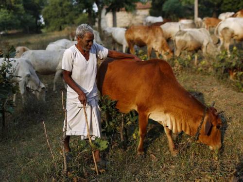 Tomato livestock bet as prices drop | भाव घसरल्याने टोमॅटो पशुधनाच्या दावणीला, शेतकरी हतबल