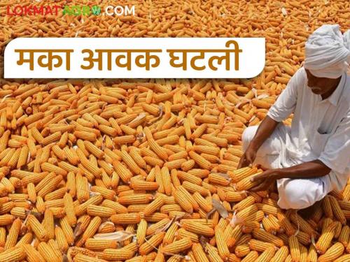 Maize Market Rate: The highest rate of maize in the 'Ya' market of the state; Read today's maize market prices | Maize Market Rate : राज्याच्या 'या' बाजारात मकाला सर्वाधिक दर; वाचा आजचे मका बाजारभाव