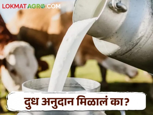 Information update of three lakh milk producers in the state; Subsidy on account of farmers | Milk Subsidy राज्यातील तीन लाख दूध उत्पादकांची माहिती अपडेट; शेतकऱ्यांच्या खात्यावर अनुदान