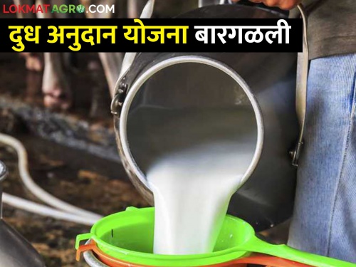 Milk subsidy scheme failed in Ahmednagar district due to milk unions can not initiative for subsidy | दुध अनुदान योजना; नगरमध्ये दुध अनुदानाचे घोडं नेमकं कुठे अडलं
