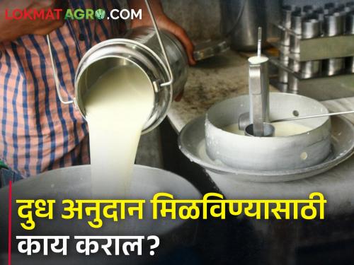 Milk subsidy will be available only if the farmers do this | शेतकऱ्यांनो हे कराल, तरच मिळेल दुध अनुदान