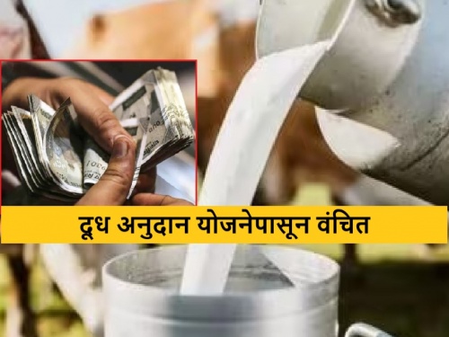 latest News Dairy producers in Nandurbar district deprived of milk subsidy scheme | .... म्हणून नंदुरबार जिल्ह्यातील दूध उत्पादक शेतकऱ्यांना अनुदान मिळालंच नाही? वाचा सविस्तर 