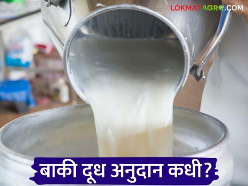 Dudh Anudan : Milk subsidy scheme statistics are out; 'This' district gets the highest subsidy in the state | Dudh Anudan : दूध अनुदान योजनेचे आकडेवारी आली; राज्यात 'या' जिल्ह्याला सर्वाधिक अनुदान