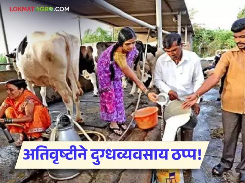 latest news Dairy Farming Crisis: Heavy rains 'water' on dairy farming; Fodder shortage, 30% drop in milk collection Read in detail | Dairy Farming Crisis : दुग्धव्यवसायावर अतिवृष्टीने 'पाणी'; चारा टंचाई, दूध संकलनात ३०% घट वाचा सविस्तर
