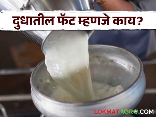 Dudh Fat: Read in detail why milk has less fat even in rainy season | Dudh Fat : पावसाळ्यात दुधाला फॅट कमी का लागते? वाचा सविस्तर