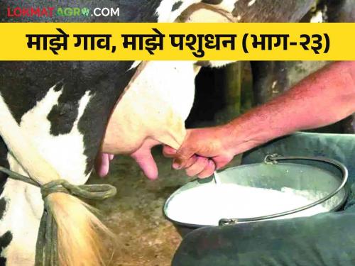 Milk Fat : Why does milk need less fat? Do this simple solution to increase milk fat | Milk Fat : दुधाला फॅट कमी का लागते? वाढविण्यासाठी हे करा सोपे उपाय