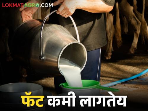 Does milk need less fat? Causes and remedies | दूध व्यवसायात करायची आहे वृद्धी; फॅट वाढवून अशी आणा समृद्धी