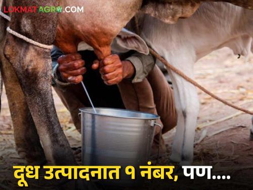Latest News Cow Milk Producti3on India is number one in cow milk production, but milk rate down | गायीच्या दूध उत्पादनात भारत एक नंबरवर, दूध उत्पादकांना मोबदला मिळतोय का? 