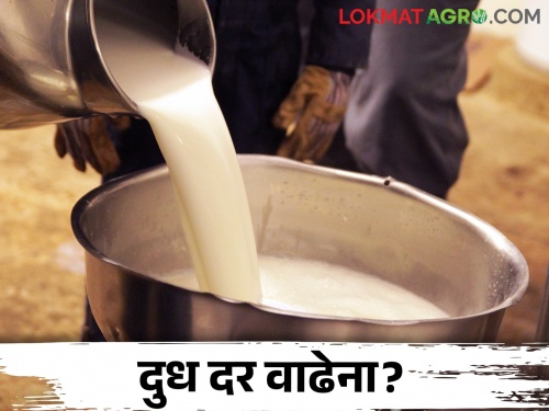 The price of fodder increased by one and a half times; Will the price of milk increase? | चाऱ्याचा दर दीड पटीने वाढला; दुधाच्या दरात होईल का वाढ?