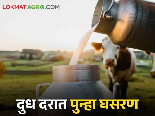 Maharashtra Milk Rate, Private milk unions have reduced the purchase rate of cow milk | Maharashtra Milk Rate खासगी दूध संघांनी गाय दूध खरेदी दरात केली कपात