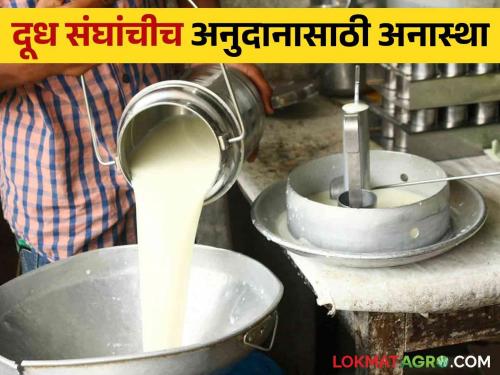 Milk unions cant interested in milk subsidy 186 crores of milk subsidy balance at government dairy department | दूध उत्पादक शेतकऱ्यांनो संघांना घाला पायघड्या; दूध अनुदानाचे १८६ कोटी संघांच्या नाकार्तेपणामुळे पडून