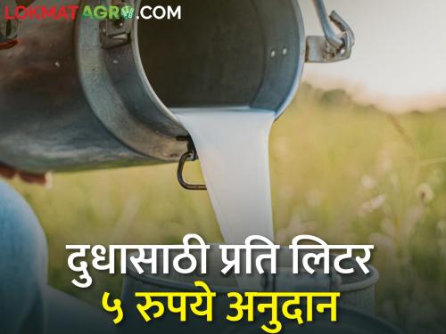 Rs 5 per liter subsidy for milk, will farmers benefit? | दुधासाठी प्रति लिटर 5 रुपये अनुदान, शेतकऱ्यांना फायदा होणार का? 