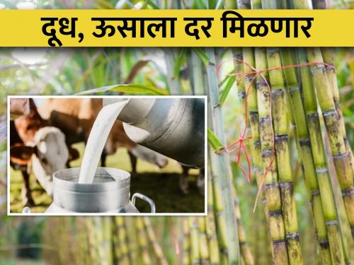 Latest News Milk, sugarcane should get fair price says Revenue Minister Vikhe | दुधाला ठरवून दिलेला तर ऊसाला अधिकचा भाव मिळाला पाहिजे, महसूलमंत्र्यांची भूमिका 