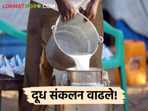 Latest News Increase in cow milk collection in Chalisgaon of Jalgaon | Milk Storage : गायीच्या दुधाची धार प्रवाही तर म्हशीच्या दुधाची धार घटली, वाचा सविस्तर 