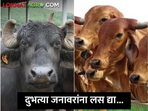 Latest News Veterinary Department calls for vaccination of milch animals | दुभत्या जनावरांना लस द्या... पशु वैद्यकीय विभागाचे आवाहन 