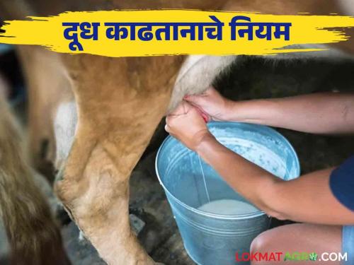 What precautions should be taken while livestock milking by hand so that the milk does not smell | जनावरांचे दूध वासावर जावू नये म्हणून हाताने दूध काढताना काय खबरदारी घ्यावी वाचा सविस्तर