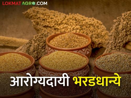 Importance of nutritious millet in human health | पोषणसमृध्द भरडधान्यांचे मानवी आरोग्यातील महत्व