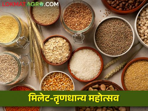 Latest News Millet Festival of Agriculture Marketing Board in Nashik | अस्सल ज्वारी, बाजरी, नाचणी, भगर, राळा एकाच प्रदर्शनात, नाशिकमध्ये मिलेट महोत्सव