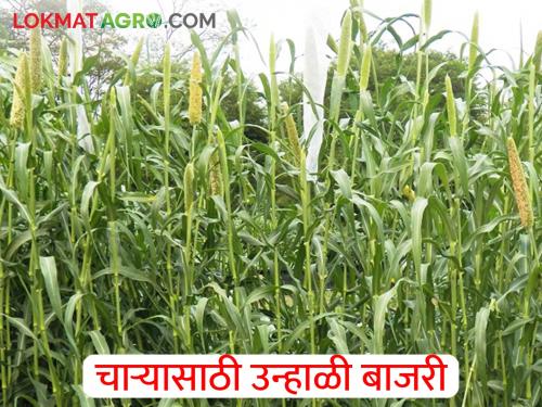 How to plant summer pearl millet bajara for grain and fodder production? | धान्य व चारा उत्पादनासाठी उन्हाळी बाजरीची लागवड कशी कराल?