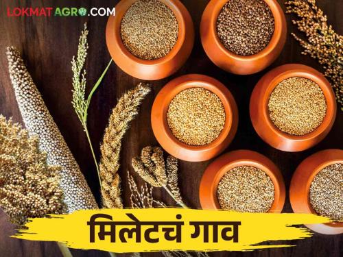 This village in Solapur is getting a new identity through millet production | मिलेट उत्पादनातून सोलापूर मधील या गावाला मिळतेय नवी ओळख