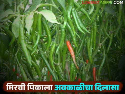latest news Mirchi Pik: Pre-season chillies get a boost due to unseasonal weather! Read in detail | Mirchi Pik : अवकाळीमुळे पूर्वहंगामी मिरचीला मिळाले जीवदान! वाचा सविस्तर