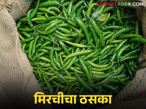 Green chillies hit farmers hard; big difference between actual market and selling price | हिरव्या मिरचीचा शेतकऱ्यांनाच ठसका; प्रत्यक्ष बाजार आणि विक्रीच्या दरात मोठा फरक