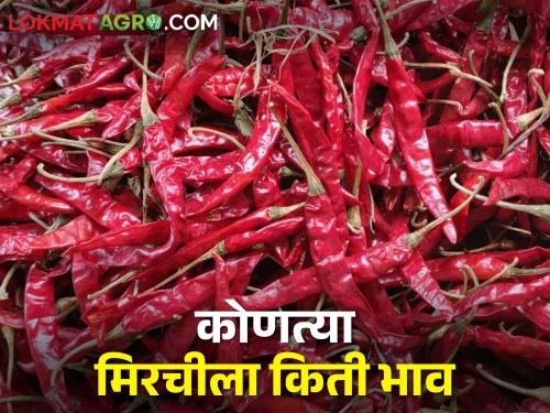 buy chili; 'Gujarat Gondal' chilli brought down the price of 'Byadgi' chilli | मिरची घ्या मिरची; 'गुजरात गोंदल' मिरचीने पाडला 'ब्याडगी'चा भाव