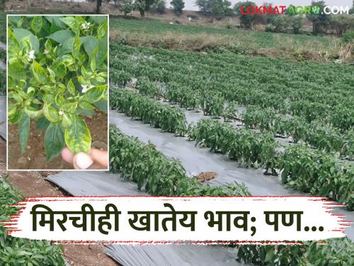 latest news Mirchi Crop: Chilli is also worth eating; But, what to do with 'Kokada' Read in detail | Mirchi Crop : मिरचीही खातेय भाव; पण, 'कोकडा'चे काय करावे राव वाचा सविस्तर