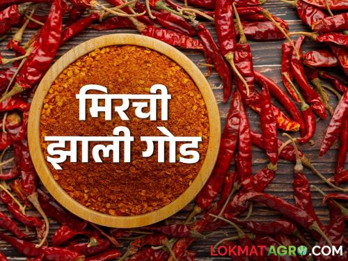 This year it chilli powder making low cost because of Increase in production | यंदा तिखट होईल मस्त; मिरची उत्पादन व आवकेत वाढ