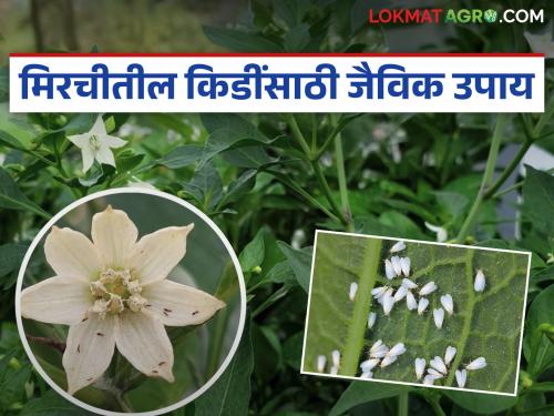 Use these low-cost biological solutions to control whiteflies and aphids in chillies | मिरचीतील पांढरी माशी व फुलकिडींच्या नियंत्रणासाठी करा 'हे' कमी खर्चाचे जैविक उपाय