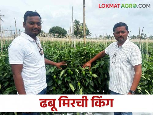 Rich Farmer story in Maharashtra: Young farmer cultivate 15 acres of capsicum | Rich Farmer story in Maharashtra नाद करा पण आमचा कुठं, युवा शेतकऱ्याने केली ढबू मिरचीची पंधरा एकरवर लागण