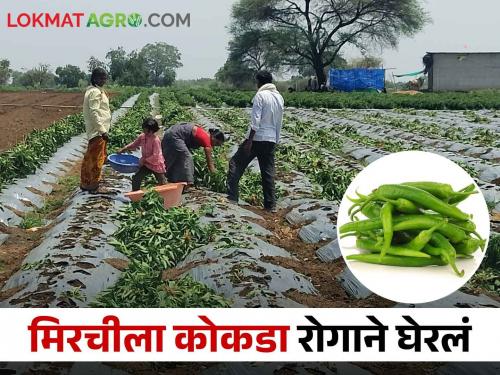 Chili disease infestation; A farmer from Dhawada uprooted and threw chillies from one and a half acres | मिरचीवर कोकडा रोगाचा प्रादुर्भाव; धावडा येथील शेतकऱ्याने दीड एकरावरील मिरची उपटून फेकली