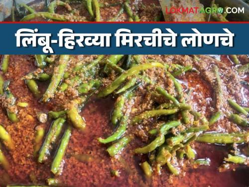 Latest News limbu mirchi lonche Make delicious lemon-chilli pickles at home in winter, read in detail  | Mirchi Pickle : थंडीमध्ये घरच्या घरी बनवा लिंबू- मिरचीचे चविष्ट लोणचे, वाचा सविस्तर 