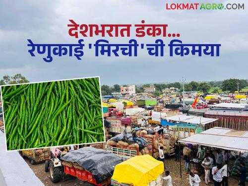 latest news Chilli Market: Daily turnover of 5 crores; Pimpalgaon Renukai footprint in the green chilli market | Chilli Market : रोज ५ कोटींची उलाढाल; हिरव्या मिरचीच्या बाजारात पिंपळगाव रेणुकाईचा ठसका