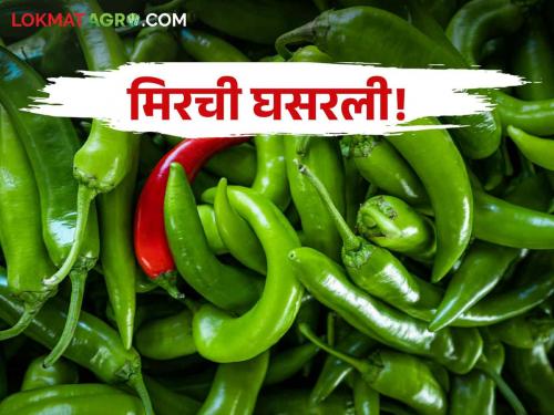 Latest News chilly market down know todays chilly market price in buldhana district | Mirchi Market : मिरचीच्या दरात घसरण, कुठे-काय भाव मिळतोय? वाचा आजचे बाजारभाव 