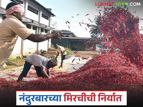 Latest news Nandurbar chilli prices fall, demand from Gulf countries and Bangladesh decreases | नंदुरबारच्या मिरचीचे दर घसरले, आखाती देश आणि बांगलादेशातून मागणी घटली