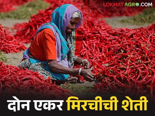 Latest News Lal Mirchi farmer from Bhandara made huge profit by red chillies | Agriculture News : हिरव्या मिरचीची लाल मिरची केली, भंडाऱ्याच्या शेतकऱ्याने भरघोस उत्पन्न मिळवले!