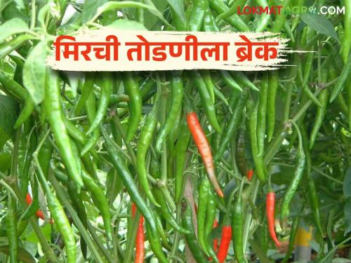 Latest News Mirchi Market Break in chilli cutting, turnover slows on Diwali, read in detail  | Mirchi Market : मिरची तोडणीला ब्रेक, दिवाळीत तोंडावर उलाढाल मंदावली, वाचा सविस्तर 