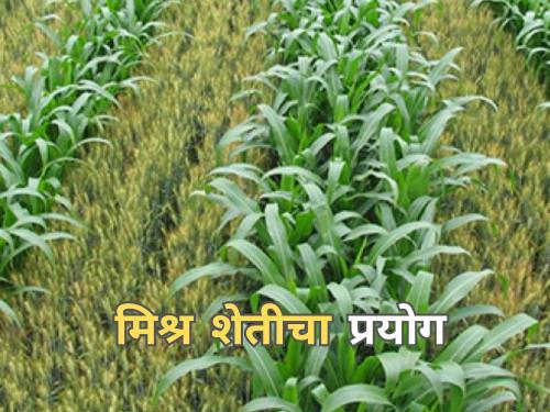 Latest News Experiment of simultaneous mixed crops in low water in jalgaon | कमी पाण्यात एकाचवेळी मिश्र पिकांचा प्रयोग, शेतकऱ्याची यशस्वी शेती 