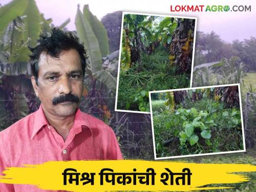 Farmers have found a new way of income through various intercropping in Suryakant ie horticulture | Farmer Success Story: शेतकरी सुर्यकांत यानी बागायतीत विविध आंतरपिकातून शोधला उत्पन्नाचा नवीन मार्ग