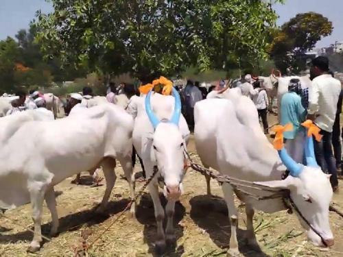 Due to lack of fodder, the time has come to tie the animals to the slaughterhouse | चाराअभावी कसायाच्या दावणीला जनावरे बांधण्याची आली वेळ