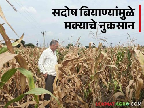 Latest news Bogas Biyane Four acres of maize burned due to defective maize seeds, know more  | Bogas Biyane : सदोष मका बियाणे निघाल्याने चार एकर मका जळाला, जाणून घ्या सविस्तर 