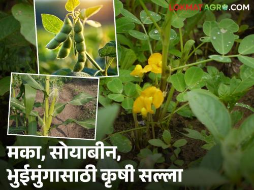 Latest News Krushi Salla What should be done to fill corn kernels, soybeans, and peanut pods | Krushi Salla : मक्यात दाणे भरण्यासाठी, सोयाबीन, भुईमूंगाच्या शेंगा भरण्यासाठी काय करावे? 