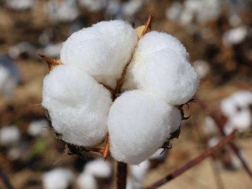 Medium staple cotton rose, the highest rate in the market | मध्यम स्टेपल कापसाला भाव वाढला, या बाजारसमितीत सर्वाधिक दर 