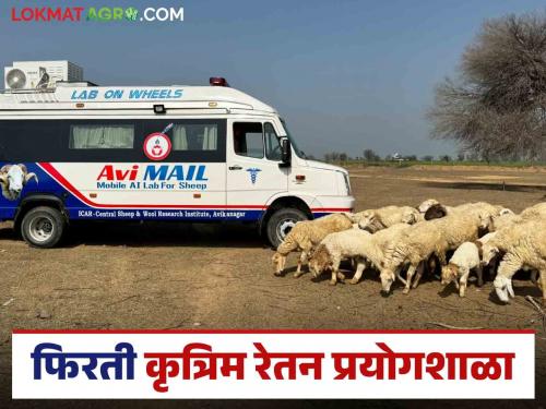 Latest News Agriculture News Avi Mail ICAR AI Mobile Lab to increase sheep breeding, know the details | Avi Mail ICAR : मेंढी पैदास वाढविण्यासाठी Ai मोबाईल लॅब, जाणून घ्या सविस्तर 