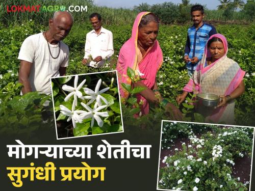 Smallholder farmer's aromatic experiment; He created a mogra farm that provides guaranteed income | अल्पभूधारक शेतकऱ्याचा सुगंधी प्रयोग; केली हमखास उत्पन्न मिळवून देणाऱ्या मोगऱ्याची शेती