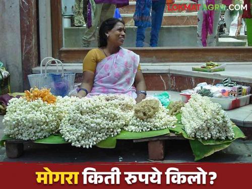 Latest news Flowers Market Hoping to fetch better prices for flowers on backdrop of Diwali, read details  | Flowers Market : दिवाळीच्या पार्श्वभूमीवर फुलांना चांगले दर मिळण्याची आशा, वाचा सविस्तर 