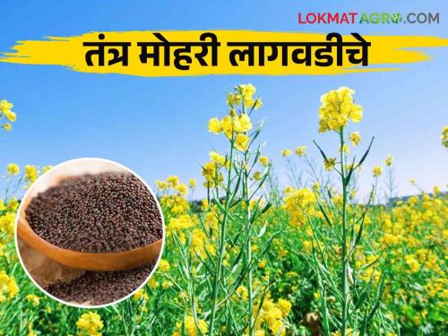 Mohari Lagwad : How to cultivate mustard crop which is in great demand in spices | Mohari Lagwad : मसाल्यामध्ये मोठ्या प्रमाणात मागणी असणाऱ्या मोहरी पिकाची लागवड कशी करावी